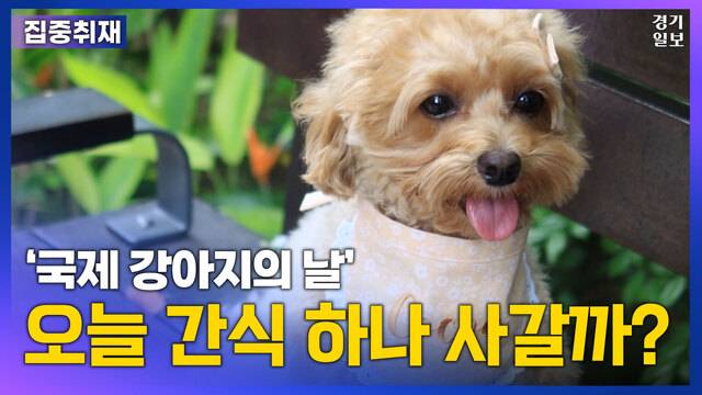 [썸네일] "댕댕이 마음 사로잡아라"...국제 강아지의 날 맞아 이벤트 풍성. 김종연PD