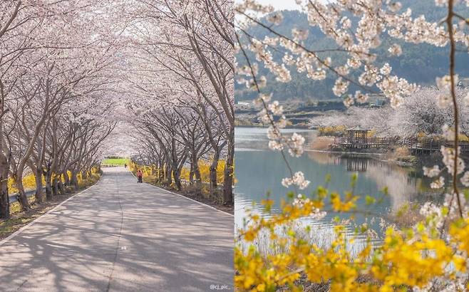 승월마을은 벚꽃 터널 길과 저수지가 특히 아름답다. /사진=한국관광공사