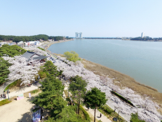 예년 경포벚꽃축제 모습. 강릉시 제공