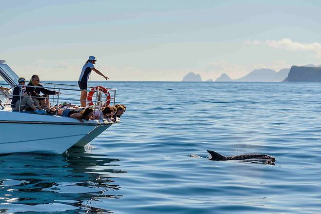 베이 오브 아일랜즈의 돌고래