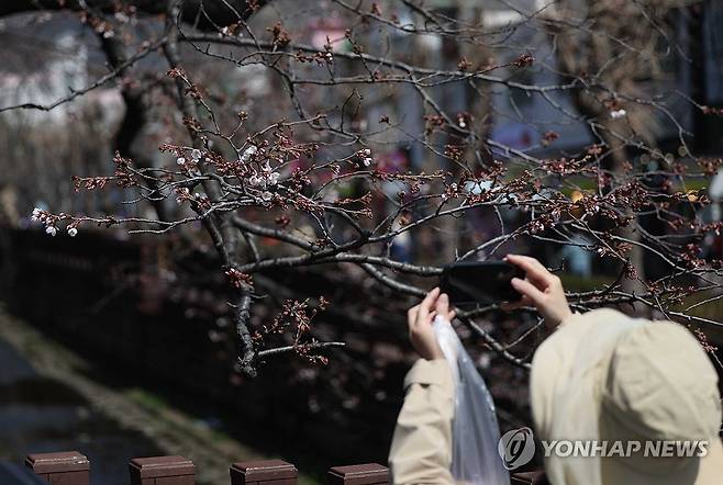 진해 여좌천 벚꽃 (창원=연합뉴스) 김동민 기자 = 국내 최대 봄꽃 축제인 진해군항제가 열리는 23일 경남 창원시 진해구 여좌천에서 관광객이 벚꽃을 촬영하고 있다.
    진해군항제는 오는 4월1일까지 진해구 일원에서 열린다. 2024.3.23 image@yna.co.kr