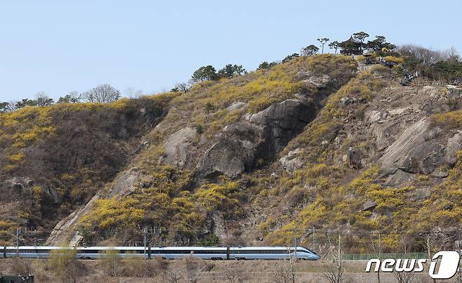 낮 최고 온도 20도를 넘긴 24일 서울 성동구 응봉산에 개나리가 활짝 피어 있다. 2024.3.24/뉴스1 ⓒ News1 김성진 기자