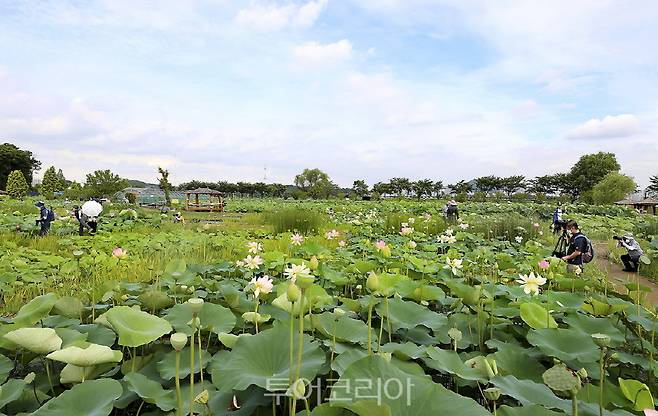 연꽃테마파크.[사진=시흥시]