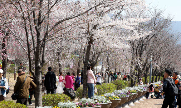 국내 최대 봄꽃 축제인 진해군항제가 열리는 23일 경남 창원시 진해구 경화역공원을 찾은 관광객이 봄기운을 만끽하고 있다. 연합뉴스