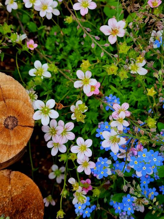 서울 서대문구 돈의문박물관마을 정원에 블루톤 물망초와 운간초(천상초)가 함께 피어있다. 2022년 5월21일 촬영