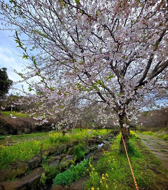 24일 서귀포시 예래동 대왕수천예래생태공원에 벚꽃이 피어 오가는 이들의 눈길을 끌고 있다.