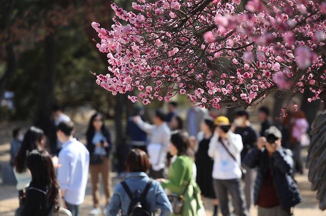 포근한 날씨를 보인 24일 오후 서울 종로구 창덕궁에서 시민들이 매화나무를 배경으로 사진을 찍고 있다. ⓒ연합뉴스