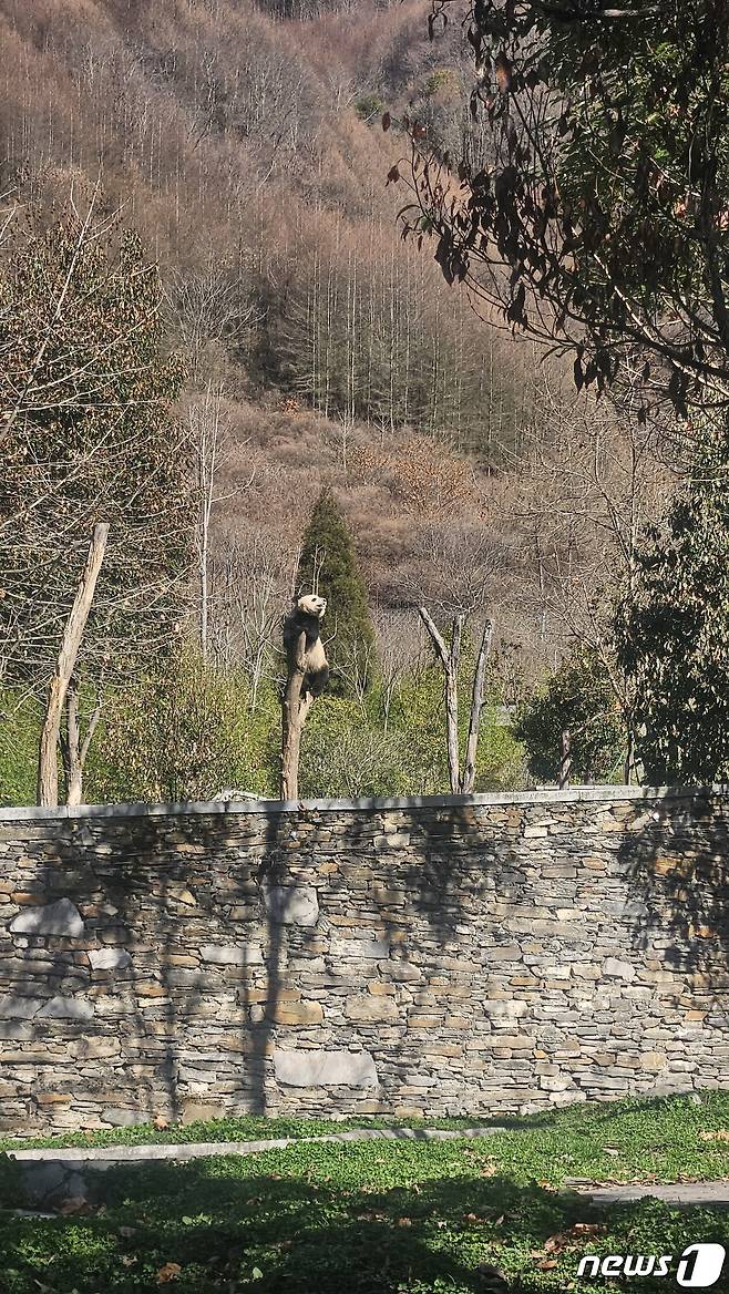 25일 워룽 선수핑기지의 판다가 나무를 타고 놀고있다.