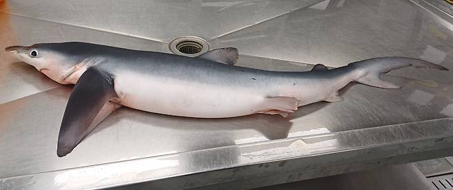 지난 2월 울진에서 발견된 청새리상어의 모습. 청새리상어는 어업인이나 물놀이객에게 위험이 될 수 있는 포악 상어류다./국립수산과학원