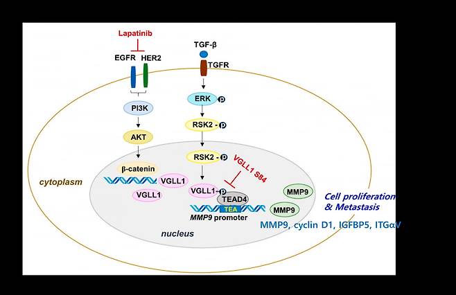 VGLL1 생성과 VGLL1-TEAD4 결합에 의한 암세포 악성화 등 기능. / 자료=아이큐어