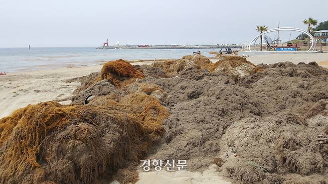 2017년 제주이호해변에 괭생이모자반이 가득 쌓여있다. 박미라 기자