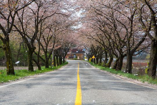 충북 제천시 청풍면 청풍호 벚꽃길은 청풍호를 따라 13km나 이어진다. 사진=제천문화재단