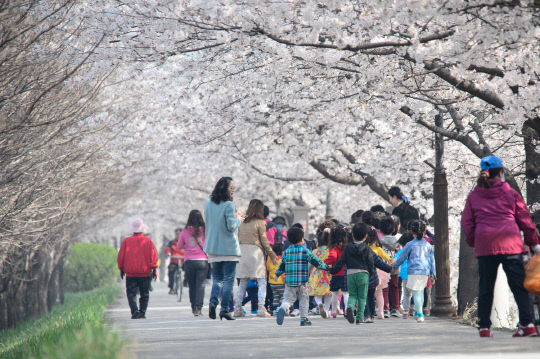 세종시 조치원읍 조천의 아름다운 벚꽃길. 사진=세종시