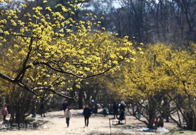여행객들이 이천 산수유마을의 노란 꽃그늘에서 나들이를 즐기고 있다.