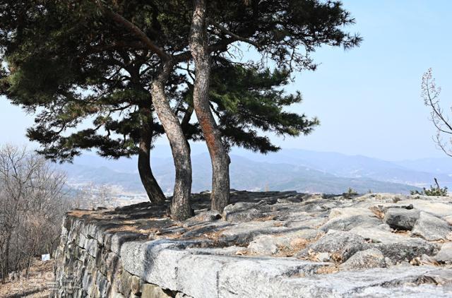 파사성 성돌 위에 소나무 세 그루가 뿌리를 내린 채 자라고 있다.