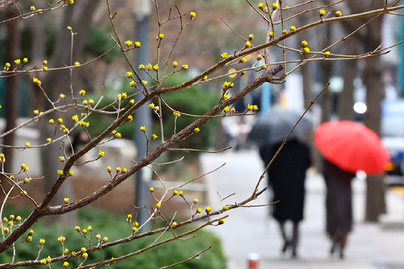 서울 종로구 한 거리에서 우산을 쓴 시민들이 발걸음을 옮기고 있다. [사진=뉴시스]