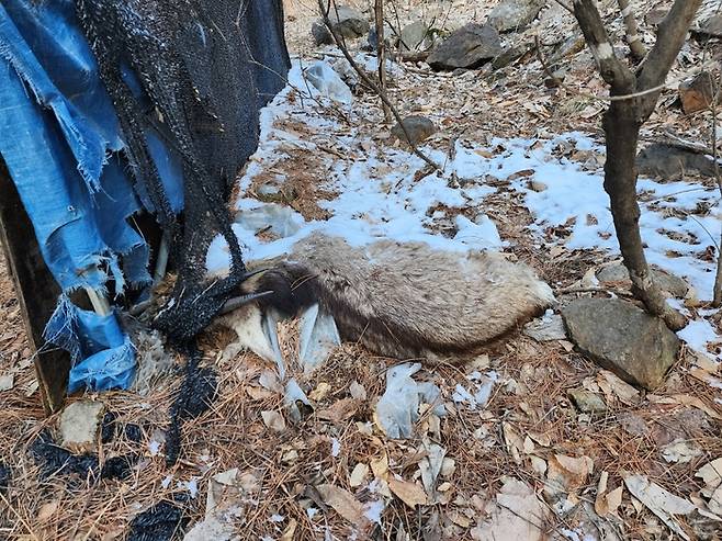 강원 화천의 민통선 부근 도로에서 농막 비닐에 걸려 죽은 채 발견된 산양 사체. 김기범기자