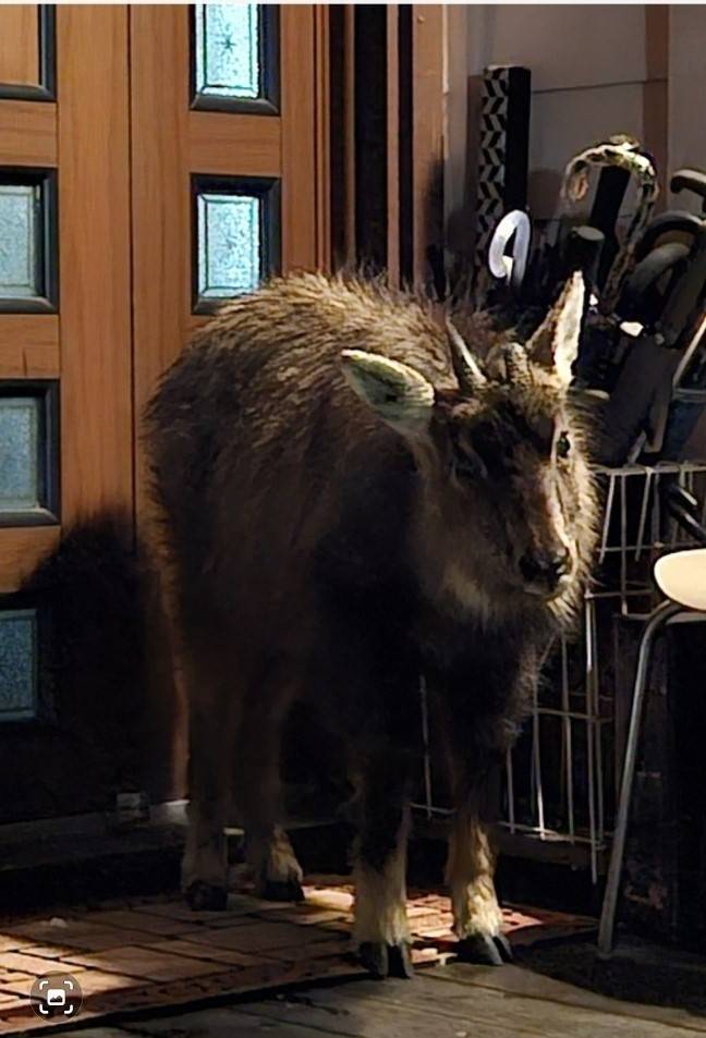 지난달 폭설로 인해 강원도 인제군 한계리 목화골의 한 민가 앞까지 내려온 산양의 모습. 한반도야생동물연구소 제공.