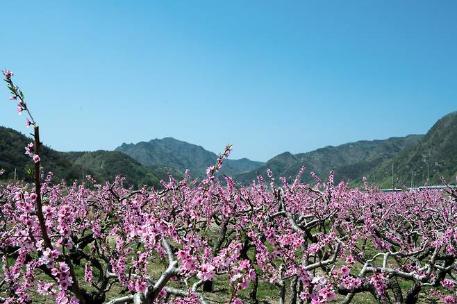 벚꽃이 지고 난 뒤엔 영덕은 지품면 삼화리를 중심으로 그 일대가 온통 핑크빛깔 복숭아꽃으로 뒤덮인다.