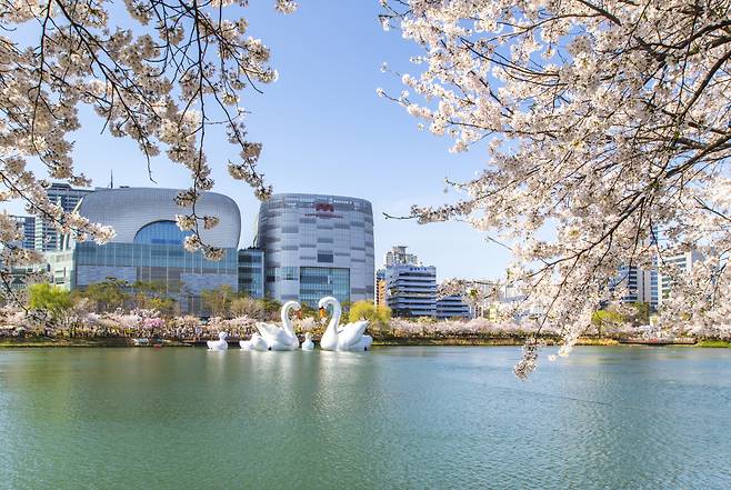 Cherry blossom trees are in full bloom at Seokchon Lake Park in Songpa-gu, southern Seoul. (Getty Images Bank)