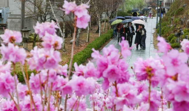 지난 25일 서울 서대문구 이화여자대학교에 봄 꽃이 핀 가운데 학생들이 우산을 쓴 채 걸어가고 있다. 최상수 기자