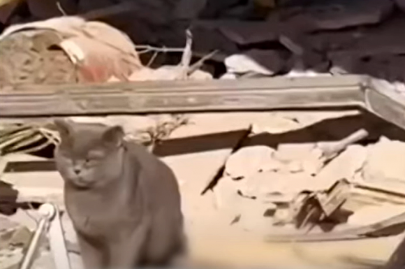 2023년 2월 튀르키예 시리아 대지진 당시  참사 현장에서 고양이로 인해 생존자를 찾은 영상이 화제가 된 적이 있다. 당시 현장 유튜브 캡처.