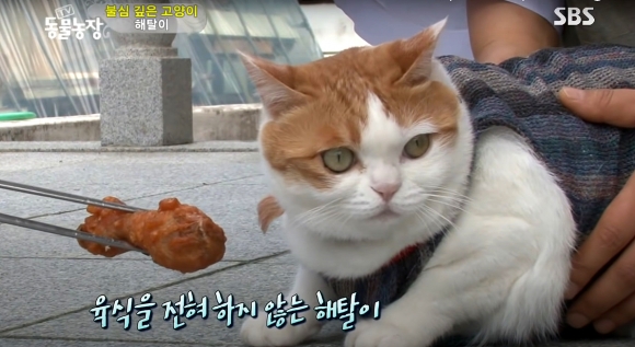 2020년 SBS 동물 농장에 ‘불심깊은 고양이 해탈이’로 소개된 고양이 해탈이. 사진: SBS 동물농장 유튜브 캡처.