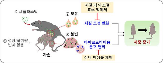 모체가 섭취한 초미세플라스틱이 자손의 체중 증가를 유도하는 과정. 한국생명공학연구원은 자손의 성장호르몬이나 섭식 연관 기전에는 차이가 없음에도 초미세플라스틱으로 인해 모체의 모유 지질 조성과 출생한 자손의 분변 내 미생물 분포가 변화해 자손의 비정상적인 체중 증가가 초래된다고 설명했다. 생명연 제공