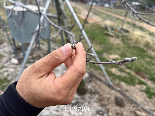 지난 25일 오전 경북 문경시 문경읍 관음리에서 33년째 사과 농사를 짓고 있는 노진수씨가 나무가지 끝 부분에 맺힌 꽃눈에 대해 설명하고 있다. 기온이 영하로 내려가면 꽃눈 암술 씨방이 검게 변하며 서서히 죽는다. ⓒ데일리안 맹찬호 기자
