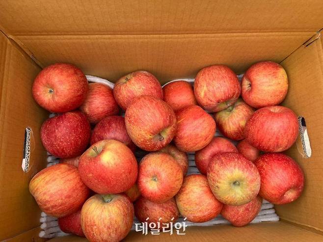 경북 문경시 문경읍 관음리에서 사과 농사를 짓고 있는 전인식씨가 지난해 수확했던 사과 한 박스. 작년 문경명품사과품평회에 출품해 대상을 차지한 후지 사과. ⓒ데일리안 맹찬호 기자