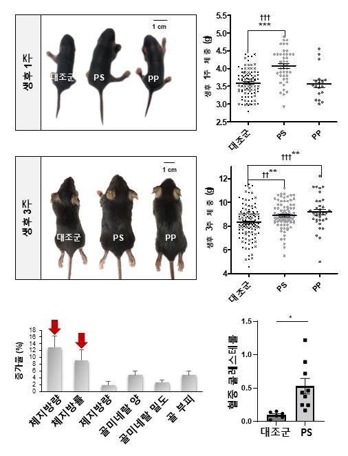 초미세플라스틱을 섭취한 모체에서 태어난 생쥐는 생후 1주차와 생후 3주차에 몸무게가 증가했다. 체성분 분석 결과 체지방량과 체지방률이 현저하게 증가헸으며, 혈중 콜레스테롤 양 또한 유의미하게 증가했다.[사진=생명연]