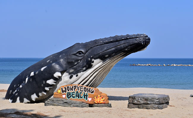 원평해수욕장 백사장에 설치된 고래 조형물.