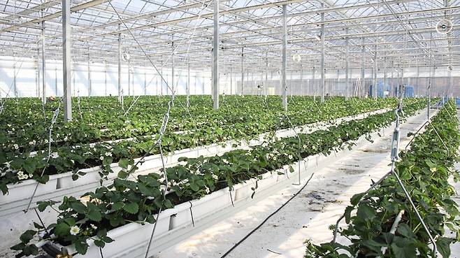 DU스마트팜 교육센터 내 딸기 재배 공간 전경. 대구대학교 제공