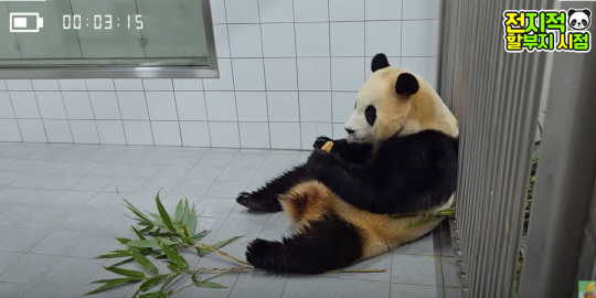 다음달 3일 중국으로 송환되는 푸바오의 모습. 이 영상은 삼성전자의 갤럭시S24 울트라 제품으로 촬영됐다. 유튜브 ‘말하는동물원 뿌빠TV’ 갈무리.