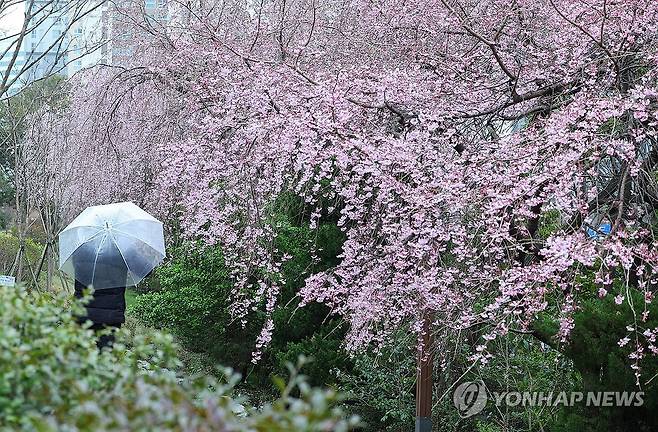 부산 벚꽃 개화 (부산=연합뉴스) 손형주 기자 = 봄비가 내린 25일 오후 부산 해운대구 한 거리에 활짝 핀 개나리와 벚꽃 사이로 우산을 쓴 시민들이 지나가고 있다. 부산 지역은 이날 벚꽃이 공식 개화했다. 2024.3.25 handbrother@yna.co.kr