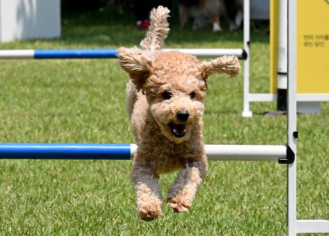 4일 경기 하남 미사경정공원에서 진행중인 토요타 바른 도그 페스티벌에서 반려견이 어질리티 경기를 펼치고 있다. 어질리티 경기는 반려견이 견주의 지시에 따라 다수의 허들과 터널 등 장애물을 통과해 결승점 통과까지 시간을 측정하는 경기다./뉴스1