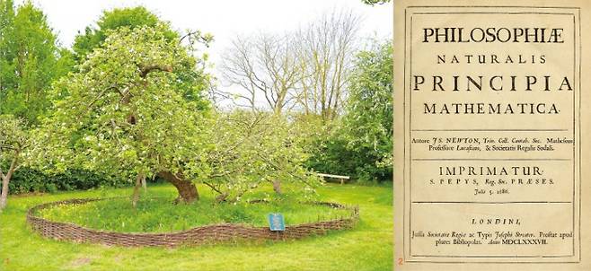 (왼쪽부터)뉴턴이 만유인력의 법칙을 발견했다고 알려진 사과나무. 현재 영국 그랜섬 근처 울스솝 저택에 있다. 이 나무에서 꺾꽂이한 여러 사과나무가 전 세계로 퍼졌다. 한국에는 한국표준과학원, 서울대 수원수목원 등지에 뉴턴 사과나무의 후손이 자라고 있다. 뉴턴의 대표 저서 '자연철학의 수학적 원리(프린키피아)' 1판 표지. 신에 대한 뉴턴의 관점이 담겨 있다. Wikimedia Commons 제공