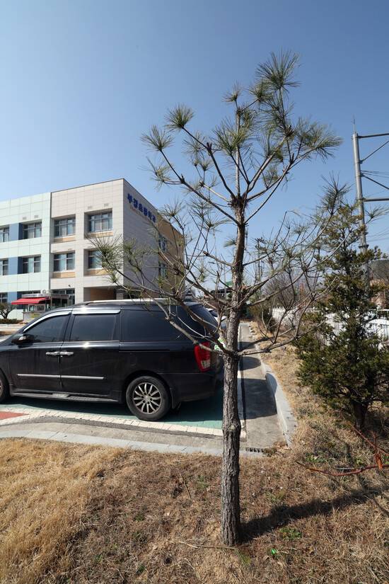 세종시 부강초등학교 정문 옆에 심긴 정이품송 자목. 보은군에서 2021년 분양 받아 이식했다. 이정용 선임기자