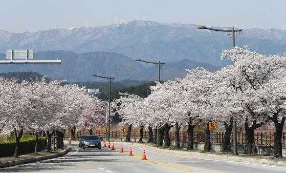 지난해 4월 2일 강원 강릉시 경포 일원에 만개한 벚꽃 위로 밤 사이 눈이 내린 대관령이 보이고 있다. 올해는 경포 일원은 아직까지 벚꽃이 피지 않은 상황이다. [뉴스1]