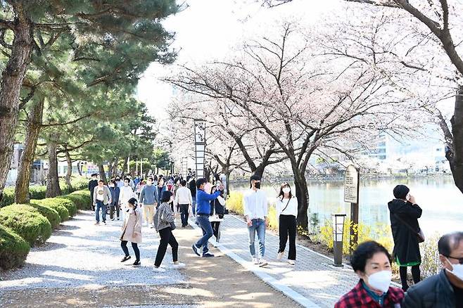 연화지 벚꽃길 걷는 관광객들 (사진=김천시 제공) *재판매 및 DB 금지