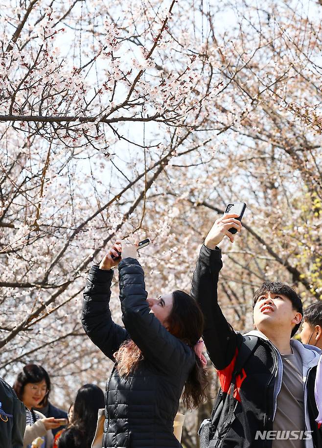 [서울=뉴시스] 김근수 기자 = 영등포 여의도봄꽃축재가 열리는 31일 오후 서울 여의도 윤중로 인근에서 외국인들이 나들이를 즐기고 있다. 2024.03.31. ks@newsis.com