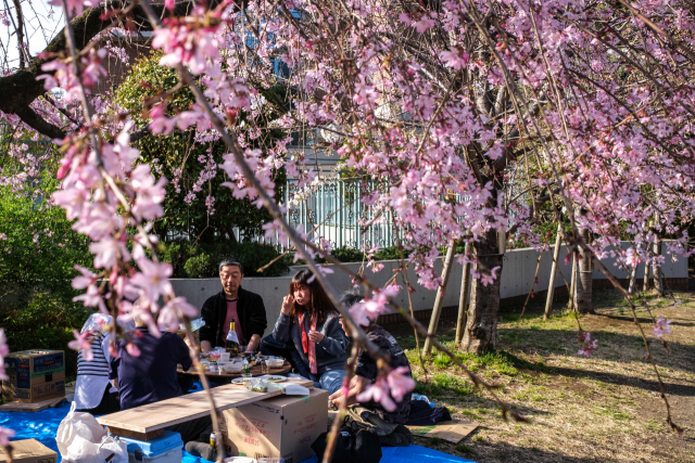 31일 도쿄 주오구에서 벚꽃놀이를 즐기는 사람들 AFP연합뉴스