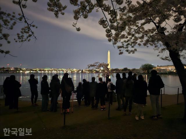 지난달 22일 밤 미국 워싱턴 인공 호수 ‘타이들 베이슨’의 벚나무 ‘스텀피’ 앞에 사람들이 몰려 있다. 워싱턴=권경성 특파원