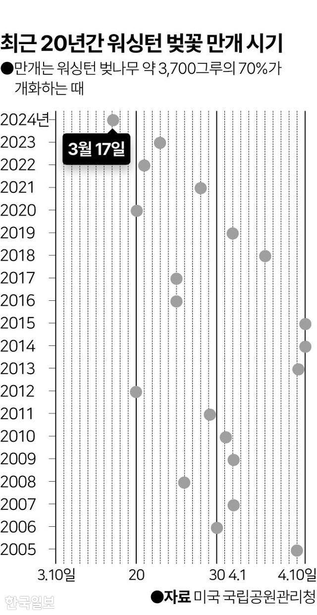 최근 20년간 워싱턴 벚꽃 만개 시기. 그래픽=이지원 기자