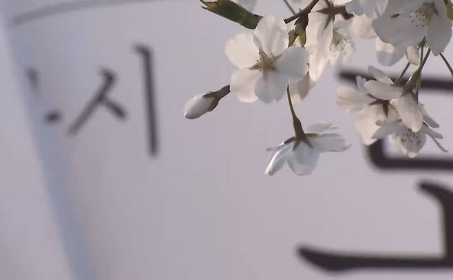 여의도 벚꽃축제 (SBS)