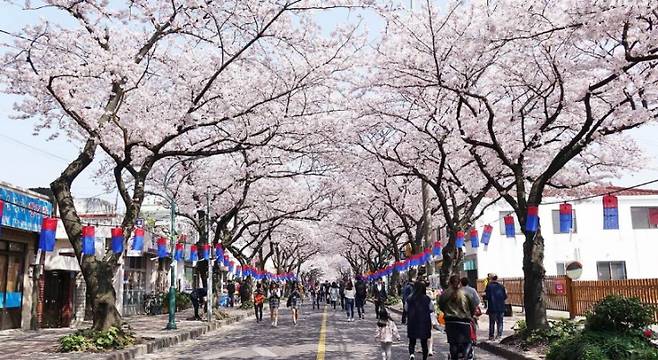 벚꽃이 만발한 제주시 전농로