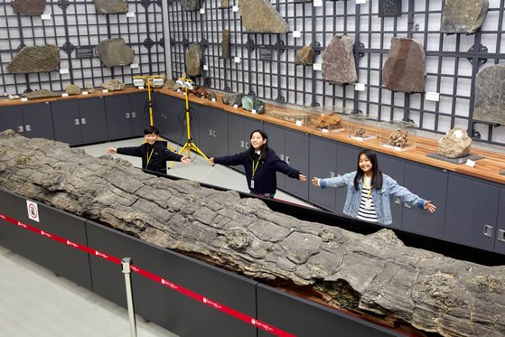 변우빈·권혜원·김민영(왼쪽부터) 학생기자가 양손을 벌려 지질수장고에 보관된 천연기념물 ‘포항 금광리 신생대 나무화석’ 크기를 가늠해 봤다.