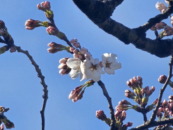 서울기상관측소 왕벚나무 관측목에서 벚꽃이 개화한 모습. 기상청 제공