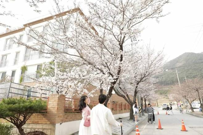 제2회 고창벚꽃축제 현장인 석정지구를 찾은 방문객들이 지난달 31일 벚꽃 터널을 걷고 있다. /사진=고창군