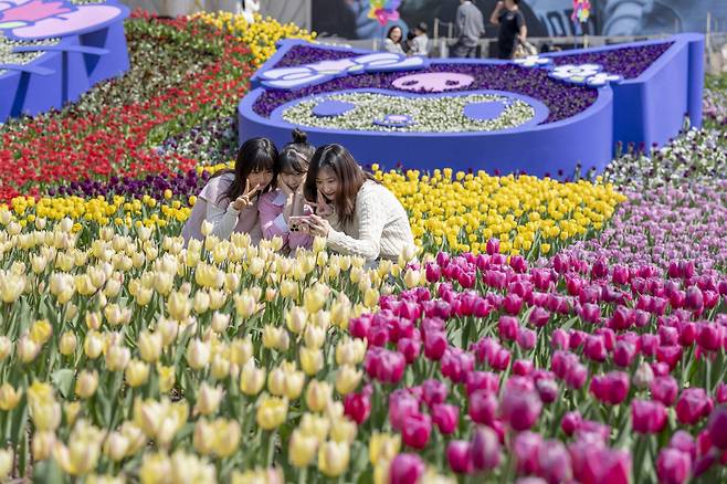 에버랜드 튤립축제를 찾은 고객들이 산리오캐릭터즈 테마 튤립정원을 즐기고 있다. [삼성물산 제공]